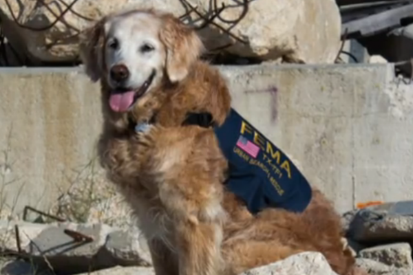 Bretagne, The Last 9/11 Ground Zero Search Dog, Has Died