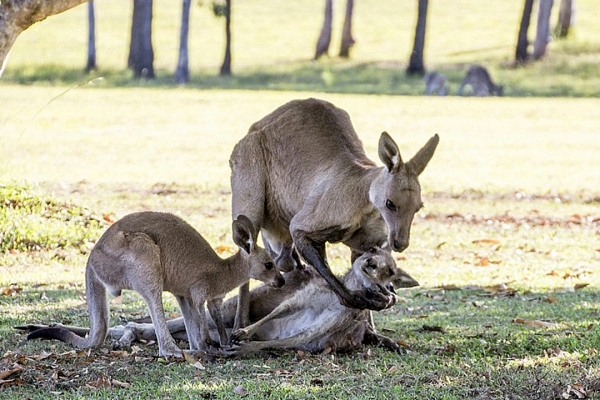 Photographer captures moment kangaroo cradles dying companion as joey looks on