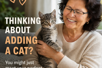 Frisco Humane Society Cat Adoption Event